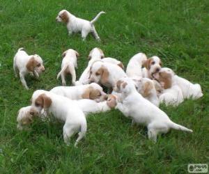 IIstrian Shorthaired Hound puppies puzzle