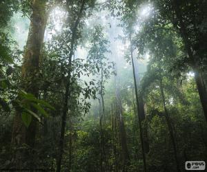 Interior of the jungle puzzle