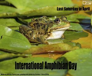 International Amphibian Day puzzle
