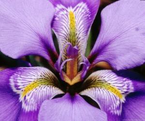 Iris puzzle