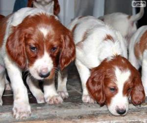 Irish Red and white Setter puppies puzzle