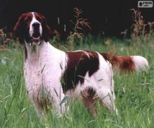 Irish Red and white Setter puzzle