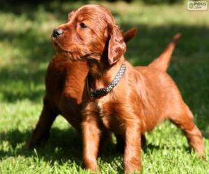 Irish Setter puppy puzzle