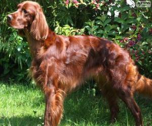 Irish Setter puzzle