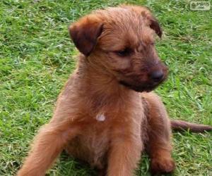 Irish Terrier puppy puzzle