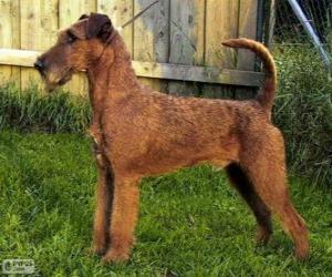 Irish Terrier puzzle