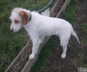 Istrian Coarse-haired Hound puppy puzzle