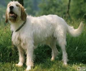 Istrian Coarse-haired Hound puzzle