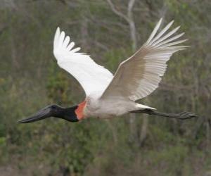 Jabiru puzzle