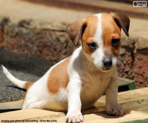 Jack Russell Terrier puppy puzzle