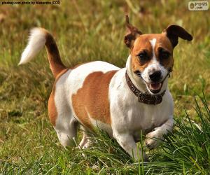 Jack Russell Terrier puzzle