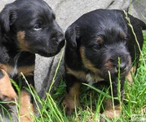 Jagdterrier puppies puzzle