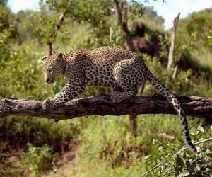 Jaguar on a tree branch puzzle