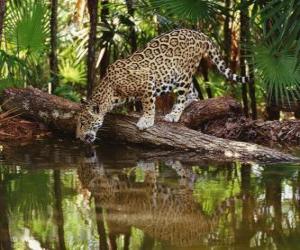 Jaguar puzzle