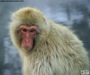 Japanese Macaque puzzle