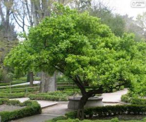 Japanese spindle, Euonymus japonicus puzzle