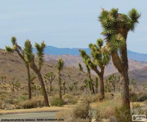 Joshua tree puzzle