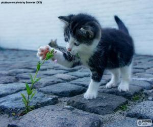 Kitten and plant puzzle