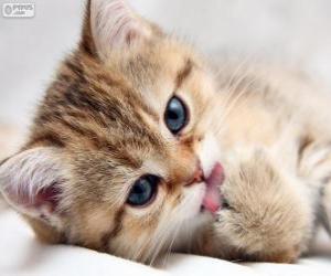 Kitten licking its paw puzzle