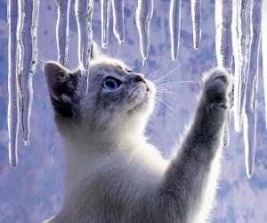 Kitten playing with ice puzzle