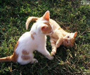 Kittens playing puzzle