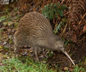 Kiwi bird puzzle