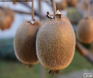 Kiwi in the tree puzzle