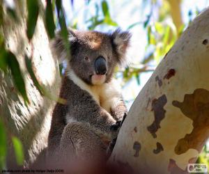 Koala in a tree puzzle