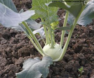 Kohlrabi puzzle