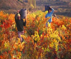 Laborers in the harvest puzzle