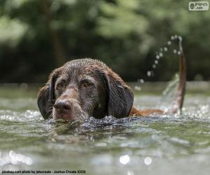 Labrador in the water puzzle