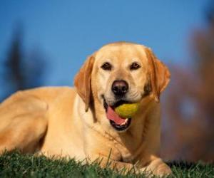 Labrador Retriever, with a ball in the mouth puzzle