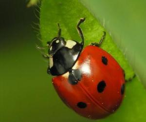 Ladybird - Ladybug - Lady beetle on leaves of a plant puzzle