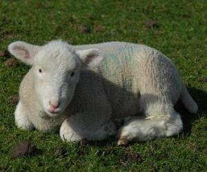 Lamb, a young sheep  puzzle