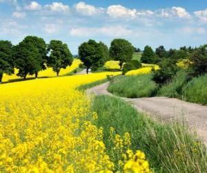 Landscape of fields of rapeseed in Brazil puzzle