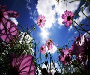 Landscape with flowers puzzle