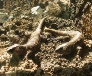 Large lizards on some rocks puzzle