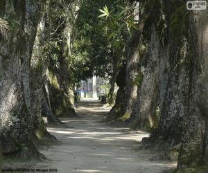 Large trees, Brazil puzzle