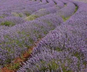 Lavender field puzzle