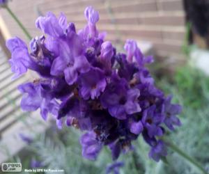 Lavender flower puzzle