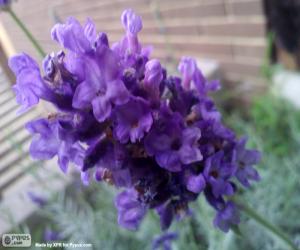 Lavender flower puzzle