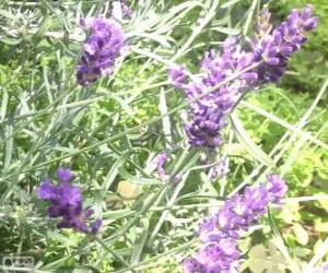 Lavender flowers with bracts puzzle