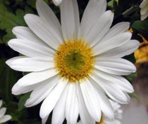 Lawn daisy puzzle