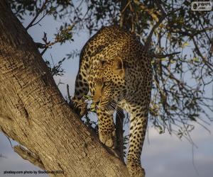 Leopard on the branch of a tree puzzle