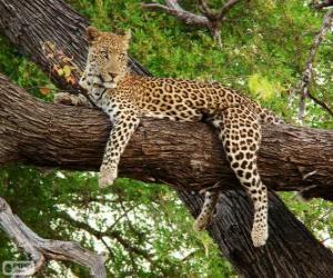 Leopard resting puzzle