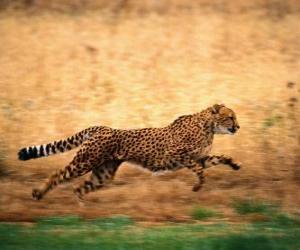 Leopard running puzzle