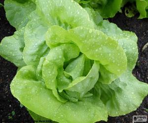 Lettuce puzzle