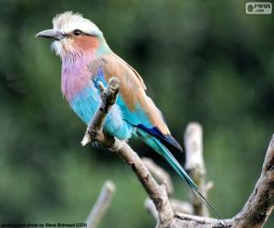 Lilac-breasted roller puzzle