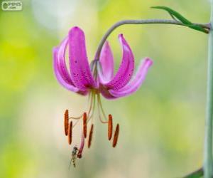 Lilium martagon  or Turk's cap lily puzzle