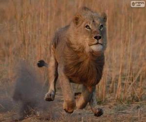 Lion chasing its prey puzzle